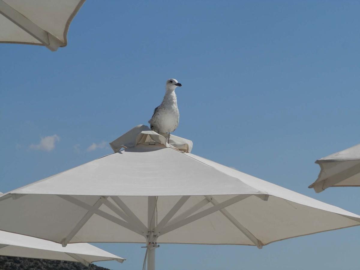 Stefanakis Hotel & Apartments Varkiza ภายนอก รูปภาพ